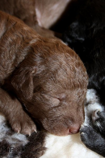 2011-05-07 Puppies Candy & Svet (62).jpg